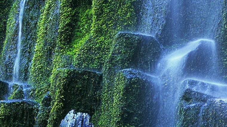 landscapes, forests, falls, national, Oregon, proxy - desktop wallpaper