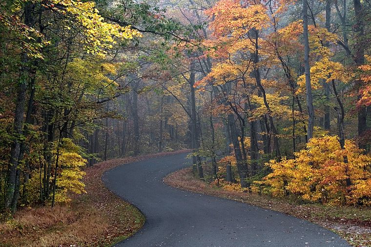 autumn, brown, roads - desktop wallpaper