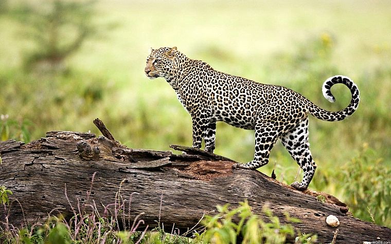 leopards - desktop wallpaper