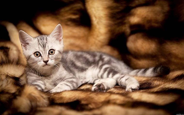 cats, animals, kittens, pets - desktop wallpaper