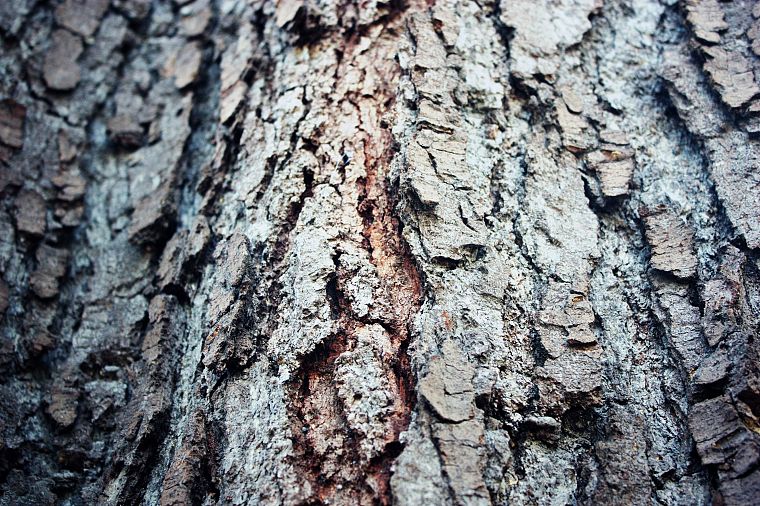 nature, trees, bark, depth of field - desktop wallpaper
