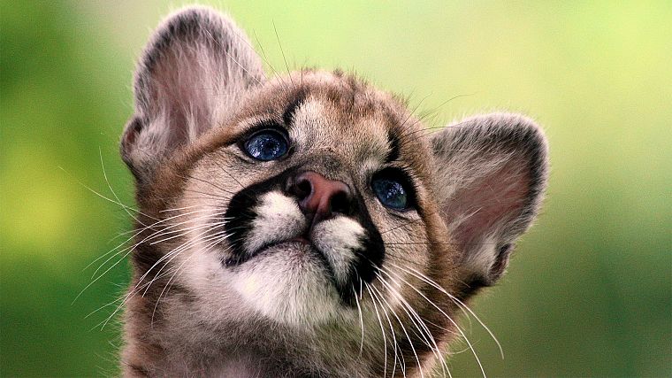 cubs, mountain lions, baby animals - desktop wallpaper