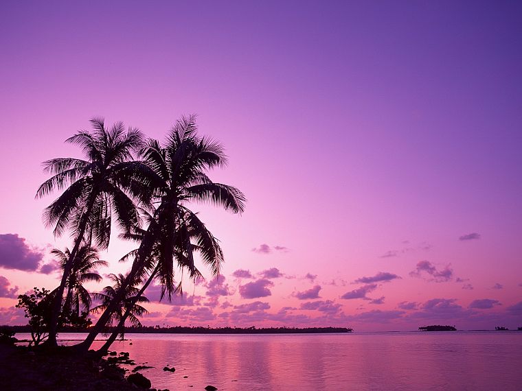 ocean, landscapes, palm trees - desktop wallpaper
