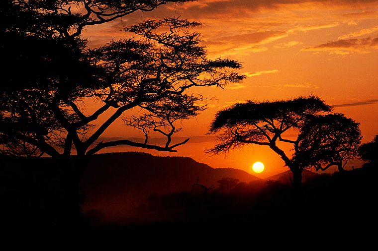 sunrise, landscapes, nature, trees, silhouettes, Serengeti - desktop wallpaper