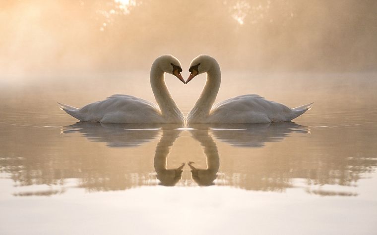 love, birds, animals, swans, hearts, reflections - desktop wallpaper