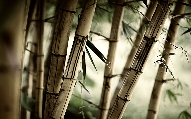forests, leaves, bamboo, plants - desktop wallpaper
