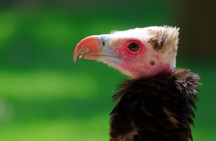 birds, vultures - desktop wallpaper