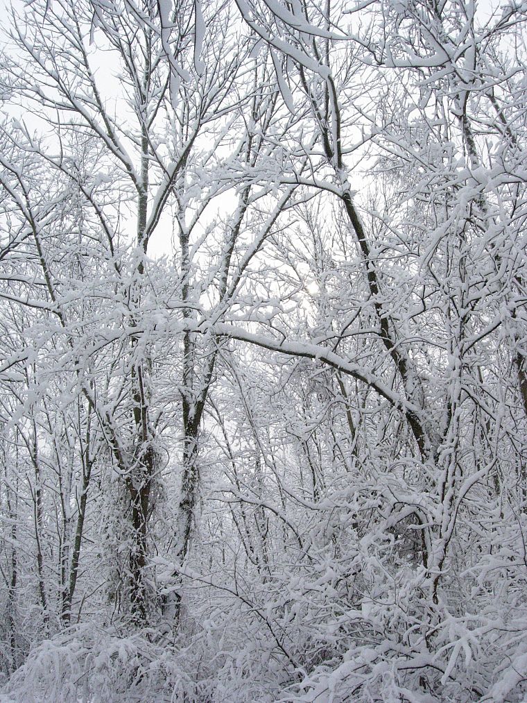 nature, winter, snow, trees, white, forests, seasons - desktop wallpaper