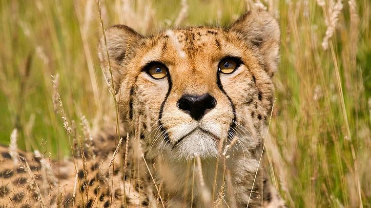 animals, grass, wildlife, cheetahs - desktop wallpaper