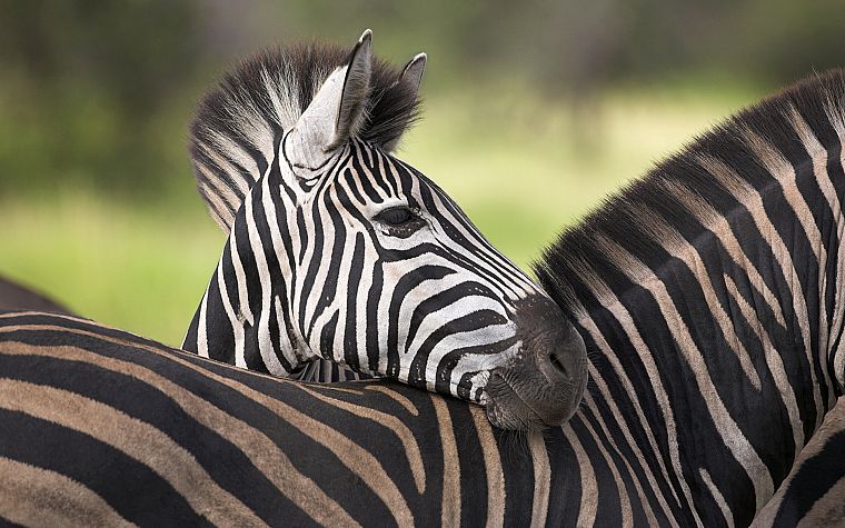 animals, zebras, South Africa - desktop wallpaper