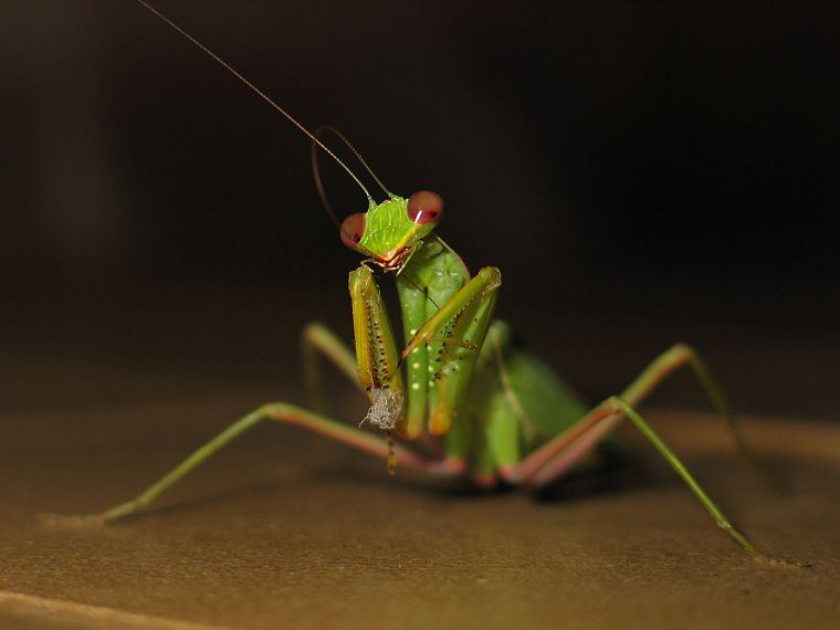 insects, mantis, Praying Mantis - desktop wallpaper