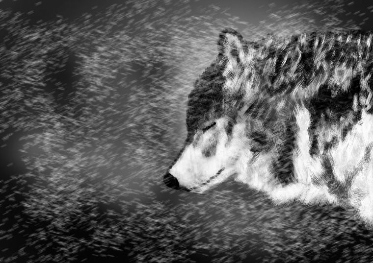 snow, drawings, wolves - desktop wallpaper
