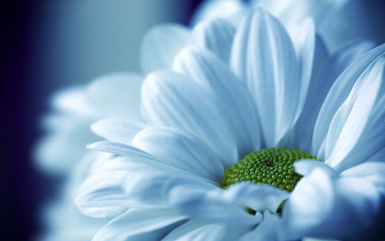 close-up, nature, flowers, white flowers - desktop wallpaper