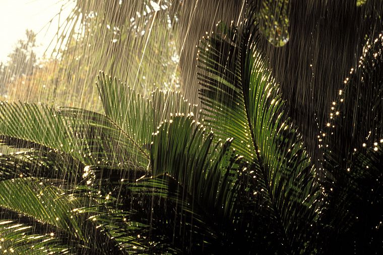 nature, trees, rain, jungle, forests, plants, ferns - desktop wallpaper