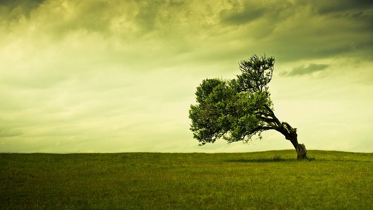 green, nature, trees - desktop wallpaper