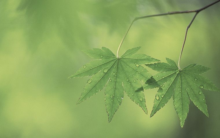 green, nature, leaf, leaves, plants, water drops - desktop wallpaper