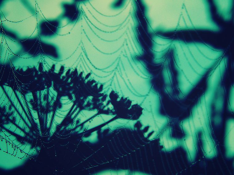 web, spider webs - desktop wallpaper