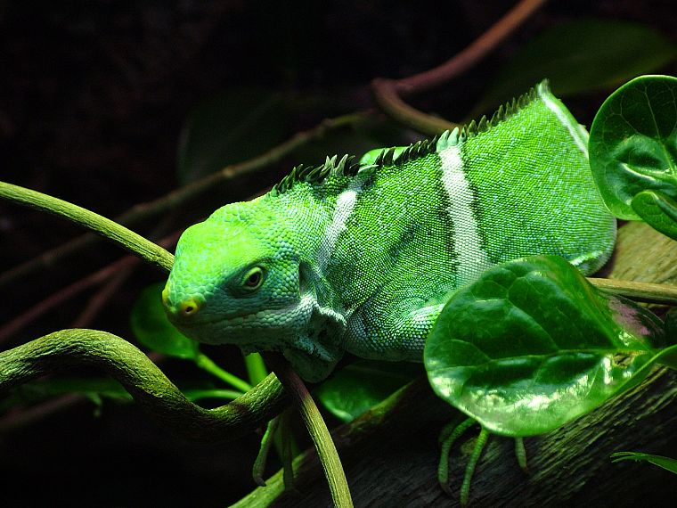 animals, chameleons, reptiles - desktop wallpaper
