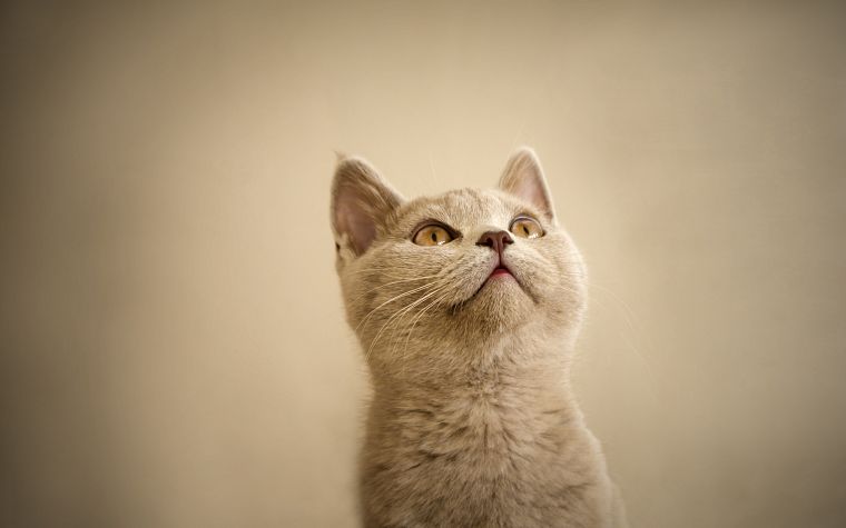 cats, animals, pets - desktop wallpaper