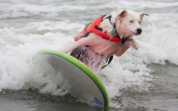 animals, dogs, pets, beaches - desktop wallpaper