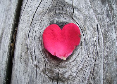 hearts, wood texture, flower petals - random desktop wallpaper