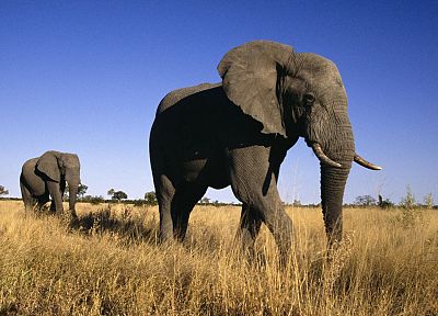 animals, male, elephants, Africa - random desktop wallpaper