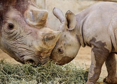 animals, black rhinoceros, baby animals - desktop wallpaper