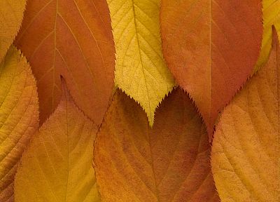 autumn, leaves, golden - desktop wallpaper
