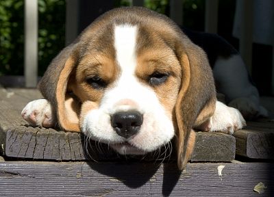animals, dogs, puppies, beagle - desktop wallpaper