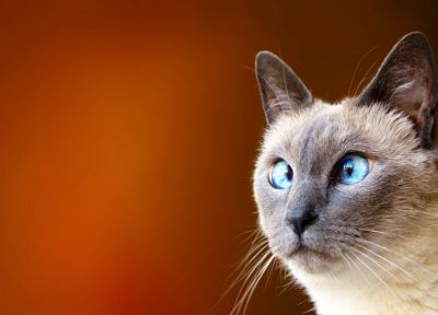 cats, blue eyes, animals, funny - desktop wallpaper