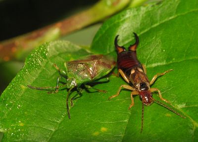 animals, insects - duplicate desktop wallpaper
