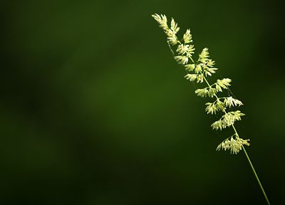 green, nature, grass, wheat, spider webs - random desktop wallpaper