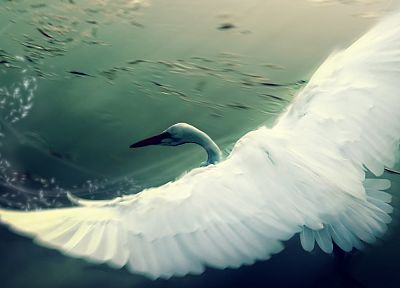 birds, swans - random desktop wallpaper