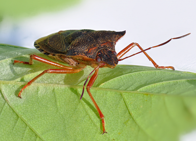 close-up, nature, insects, bugs, macro, Stink Bug, Shield Bug - duplicate desktop wallpaper