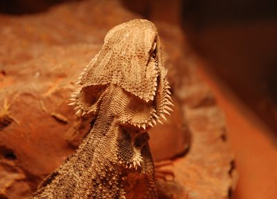 lizards, reptiles - random desktop wallpaper