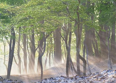 Japan, landscapes, nature, snow, trees, forests, fog, spring, morning - desktop wallpaper