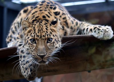 animals, leopards, Amur Leopard - random desktop wallpaper