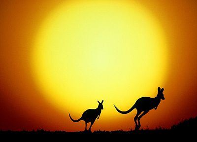 sunset, Sun, yellow, animals, orange, silhouettes, Australia, kangaroos - related desktop wallpaper