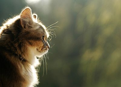 cats, animals, outdoors, calm, serene, collar, pets - related desktop wallpaper