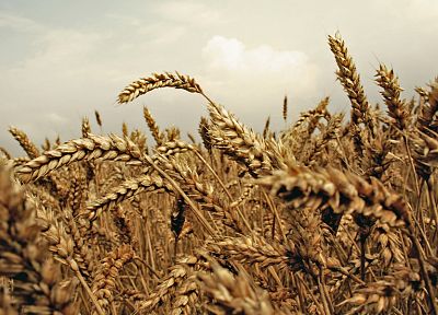 nature, fields, wheat - desktop wallpaper