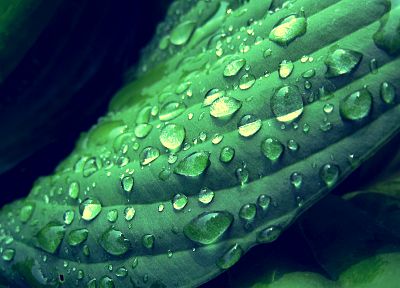 green, nature, plants, water drops, macro, dew - desktop wallpaper