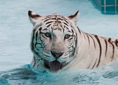 water, snow, animals, wildlife, white tiger, tongue - desktop wallpaper