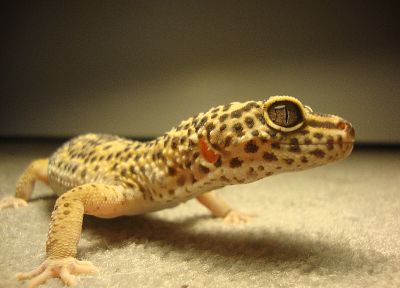 lizards, geckos, reptiles - related desktop wallpaper