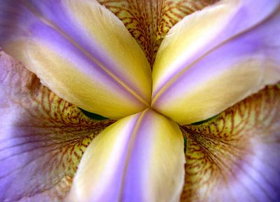 flowers, plants, irises - related desktop wallpaper