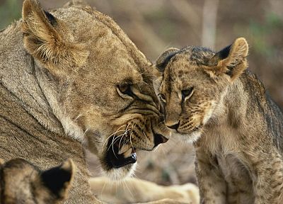 animals, feline, lions - related desktop wallpaper