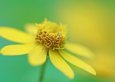 nature, flowers, macro, depth of field, yellow flowers - desktop wallpaper