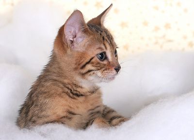 cats, kittens - related desktop wallpaper