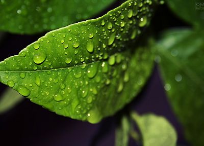 water, leaves, water drops, macro - desktop wallpaper