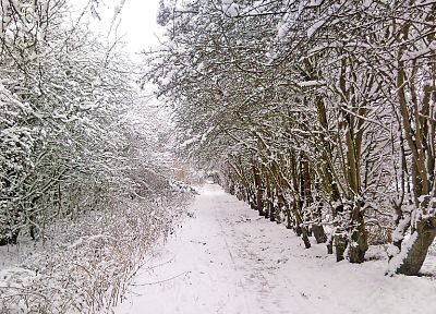 nature, winter, forests, roads, track, snow landscapes - desktop wallpaper