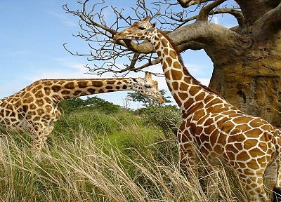 animals, giraffes - random desktop wallpaper
